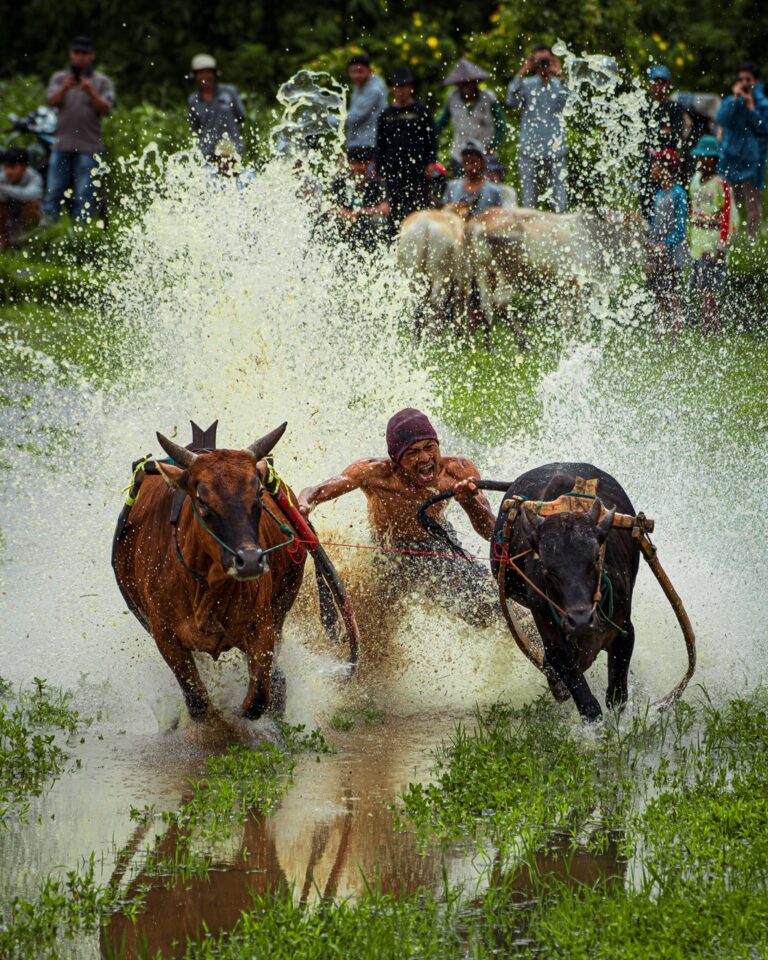 Color travel photography of Cow racing, West Sumatra by Mahendra Bakle.