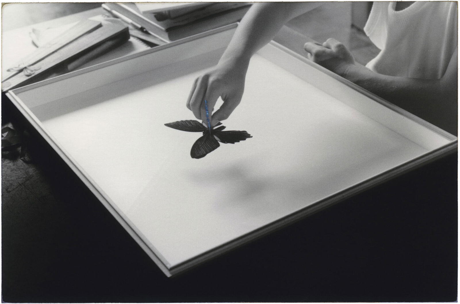 B&W photo of by a butterfly by Yamamoto Masao