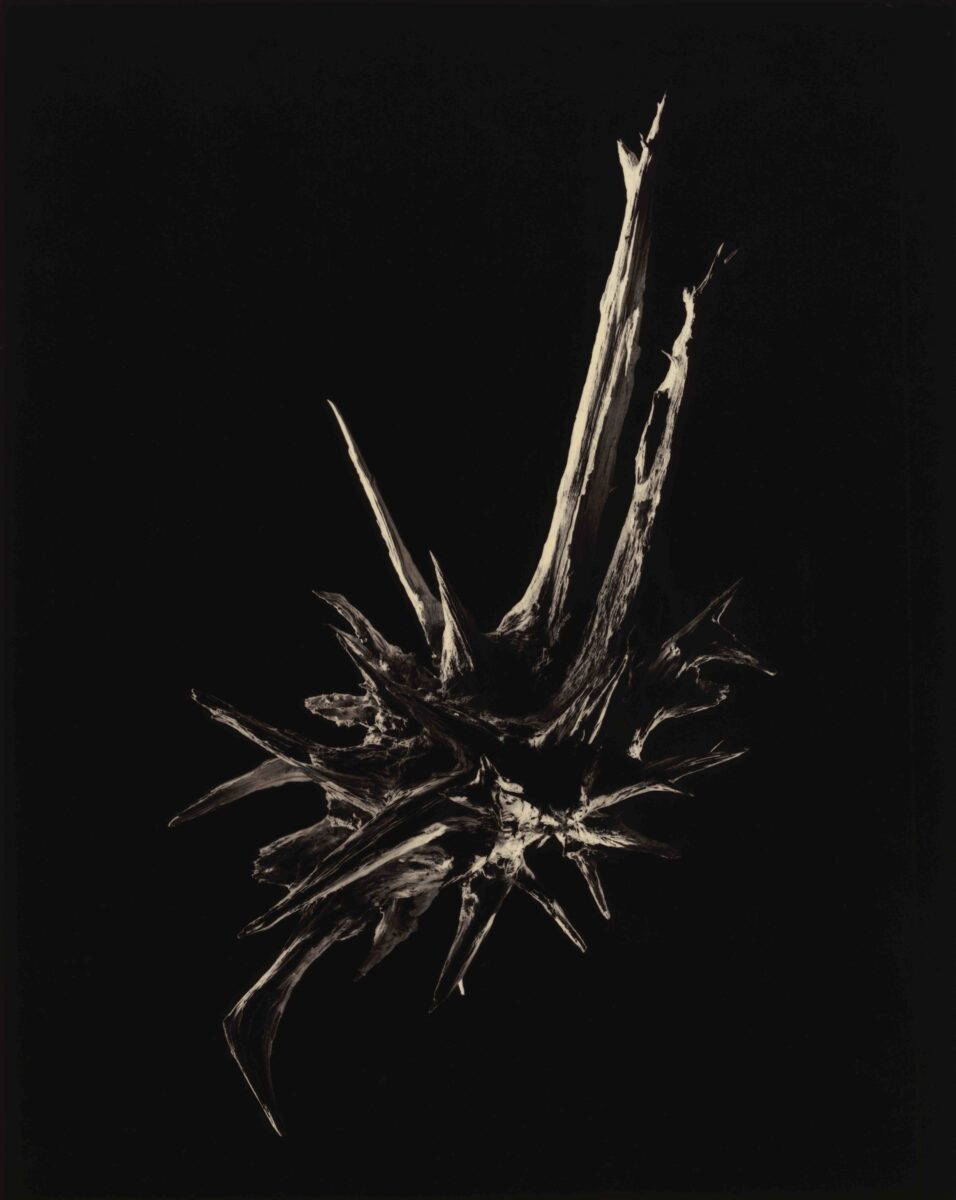 B&W photo of a sea shell by Japanese photographer Yamamoto Masao