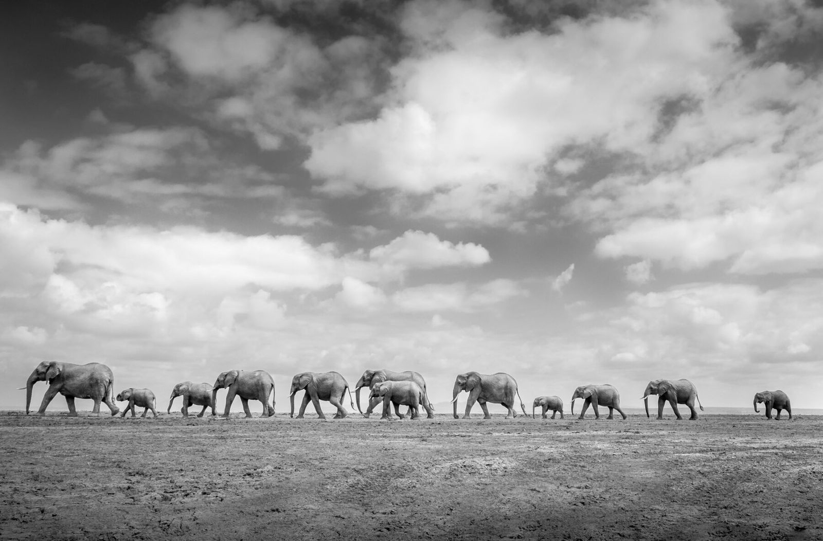 black and white photo of migrating elephants in lake Ambosei, Kenya by Florian Kriechbaumer