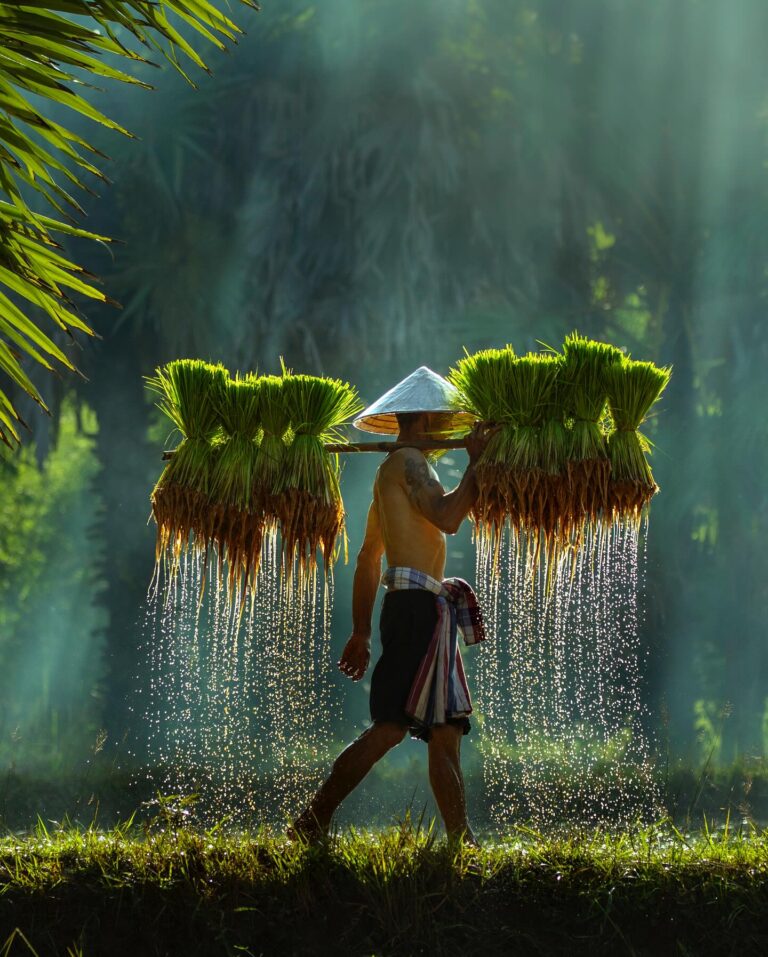 Color travel photography by Mahendra Bakle. Portrait of a man working in rice field