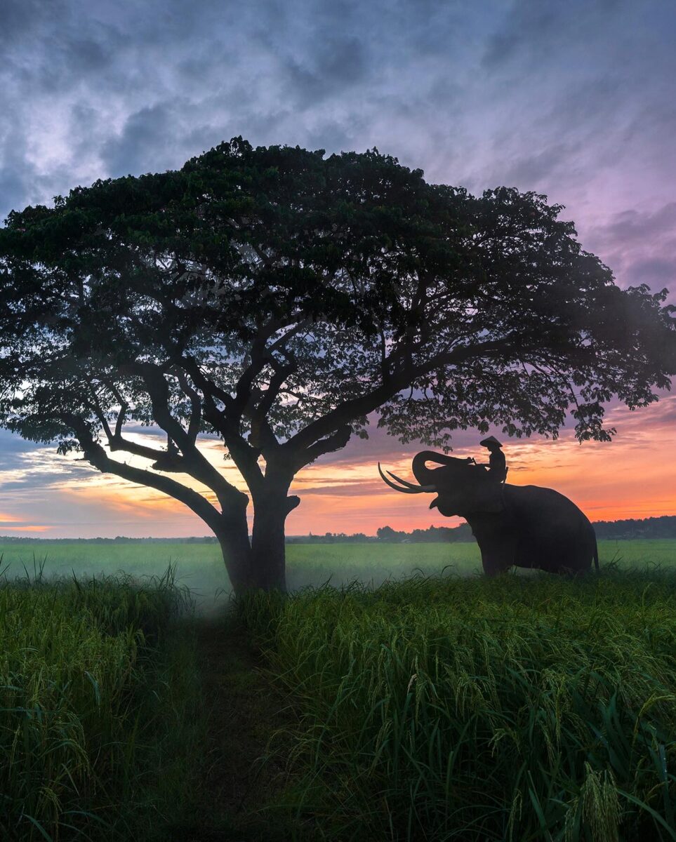 Color travel photography by Mahendra Bakle. People and an elephant in fields