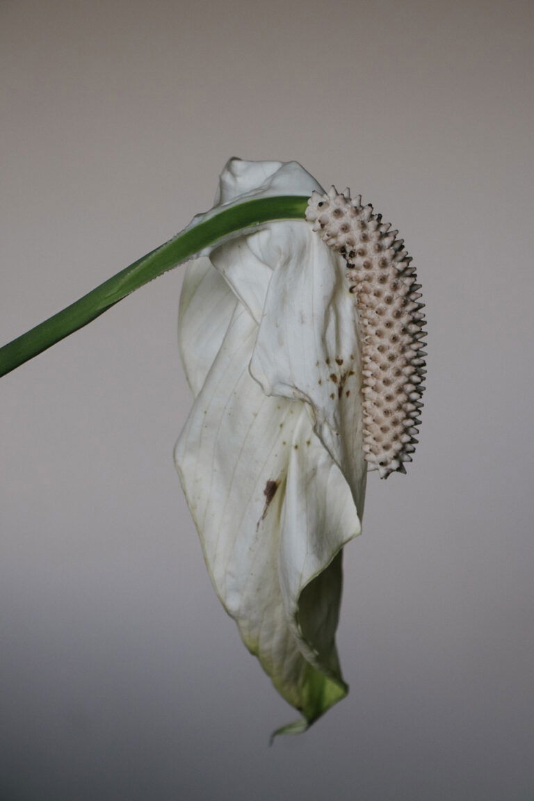 Photo of a wilted flower by Marisol Mendez