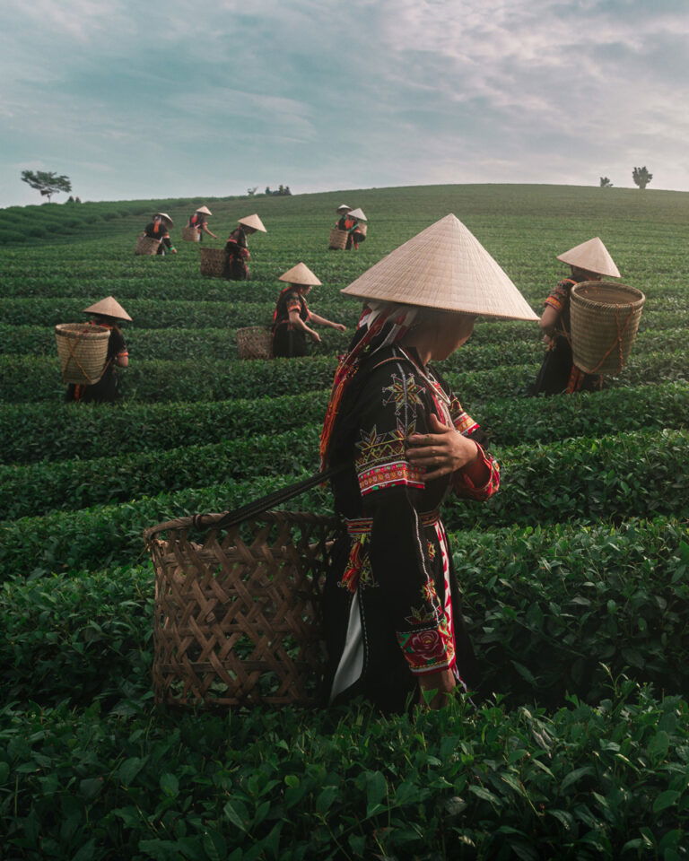 color travel photo of women tea picker in Vietnam by Chris Ha